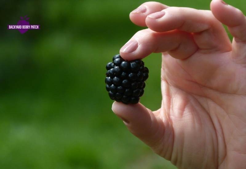 harvesting blackberries