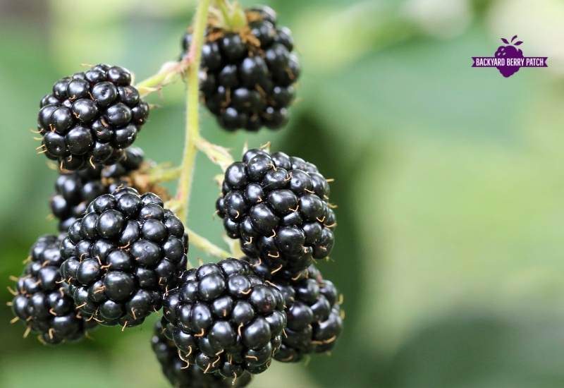 growing blackberries