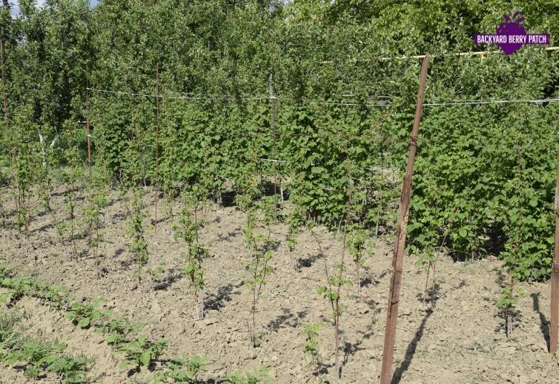 growing raspberries in north carolina