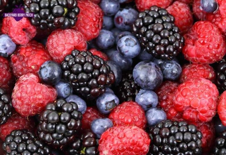 Best Raspberries to Grow in Texas: Top Picks for Your Lone Star Garden ...