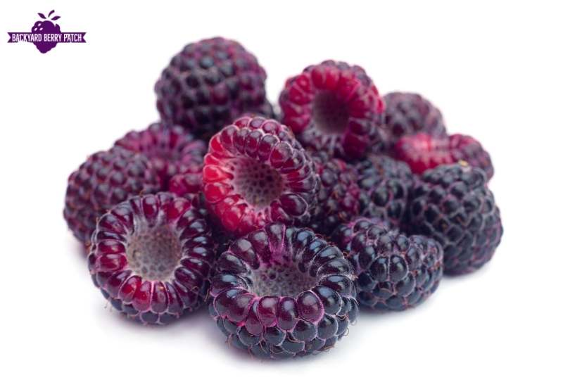 best raspberries to grow in Washington