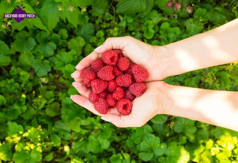 Growing raspberries in Michigan