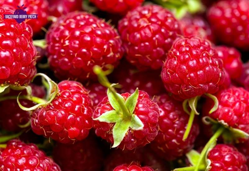 Georgia raspberries