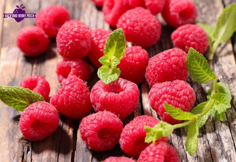 best raspberries to grow in Virginia