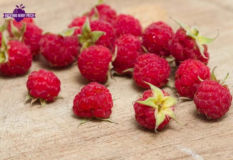 growing raspberries in Maryland