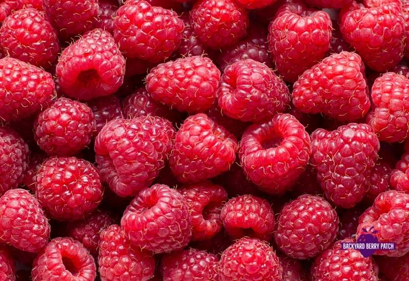 Best raspberries to grow in Missouri