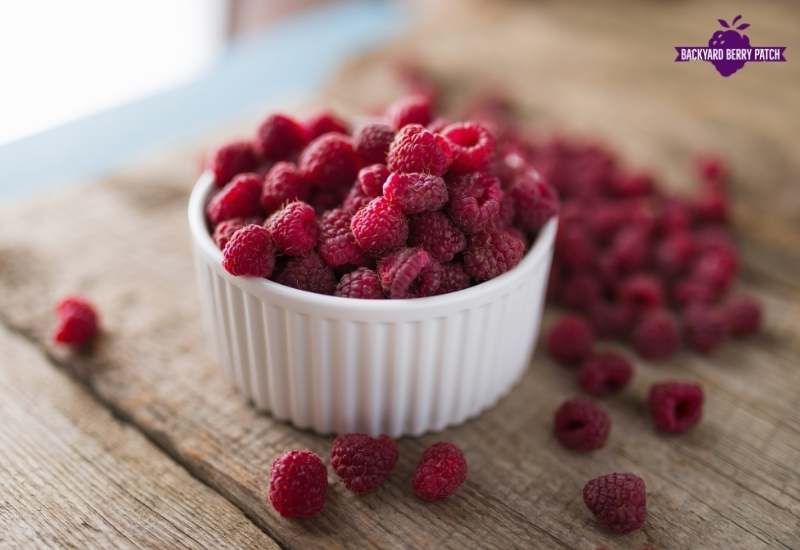 Growing Caroline Raspberries