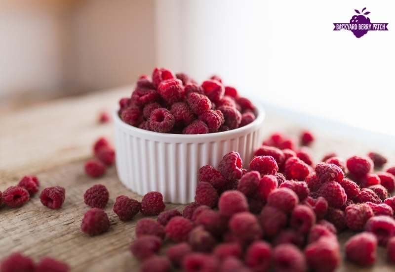 growing raspberries in Wisconsin