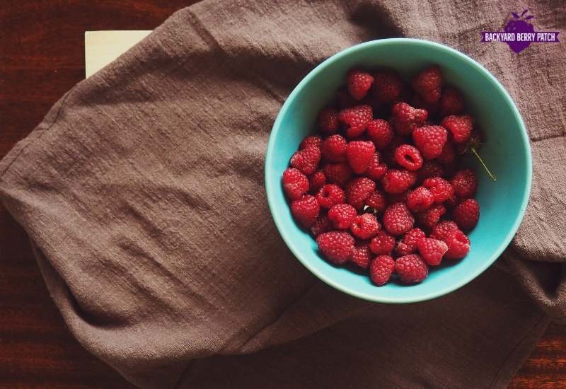 Best raspberries to grow in New York