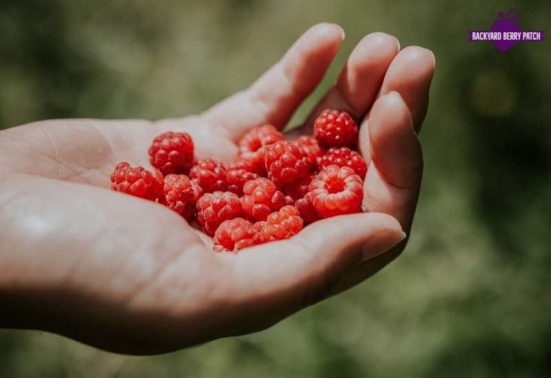 North Carolina raspberries