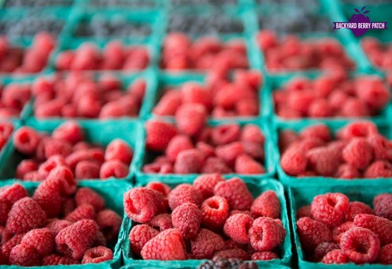 how to grow raspberries