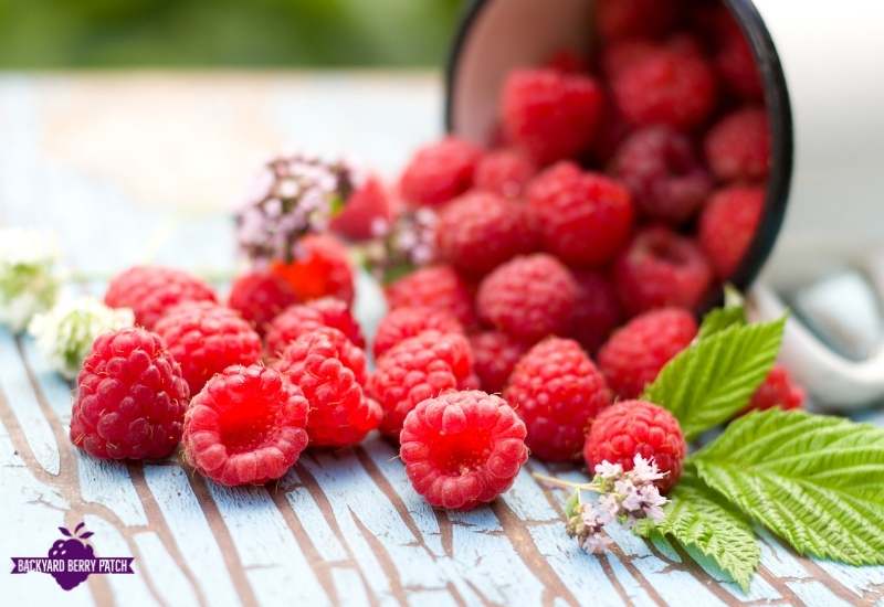 best raspberries to grow in Tennessee