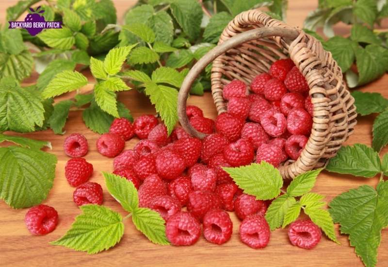 Best raspberries to grow in Colorado