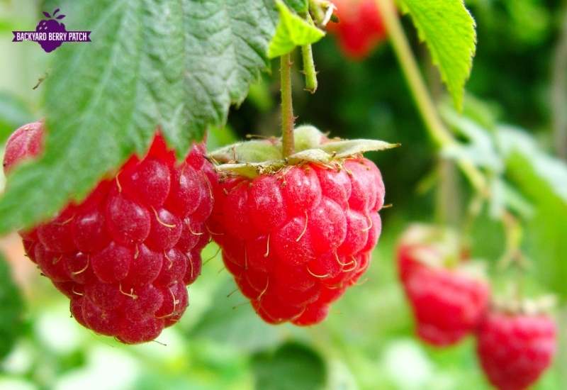 Best raspberries to grow in California