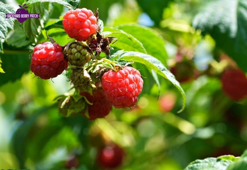 Growing Raspberries in South Carolina