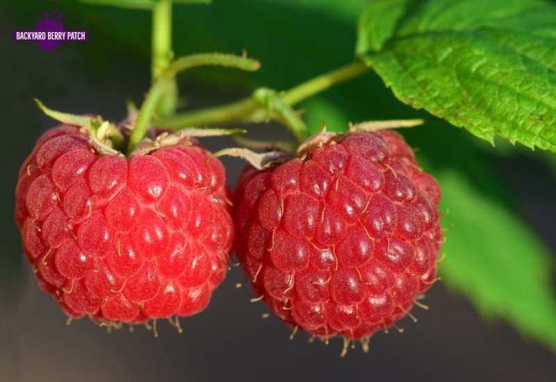 best raspberries to grow in Michigan