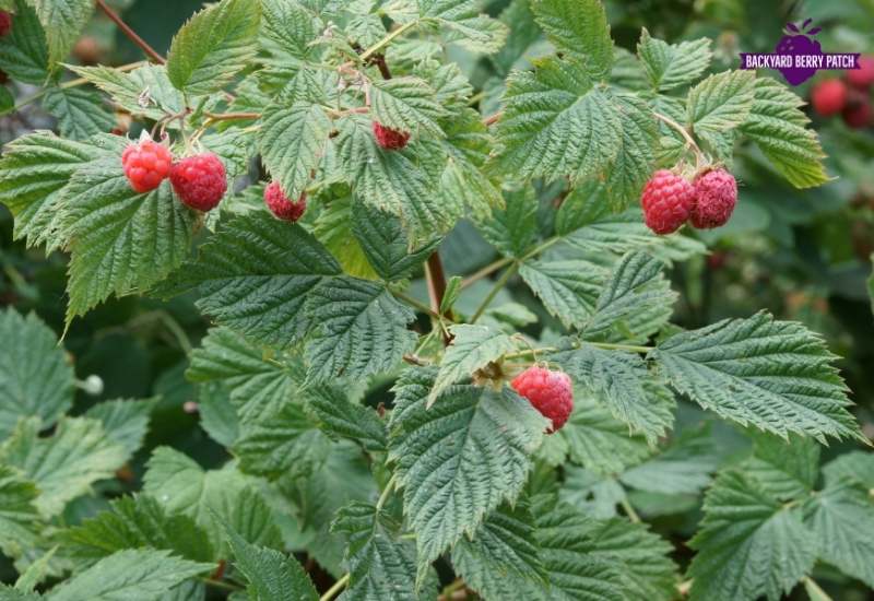 Growing Raspberries in Rhode Island