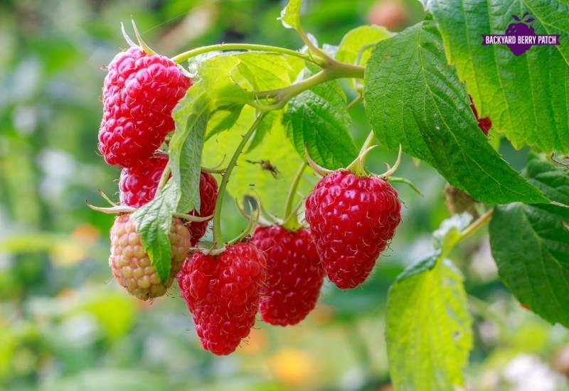 Grow Raspberries in Florida