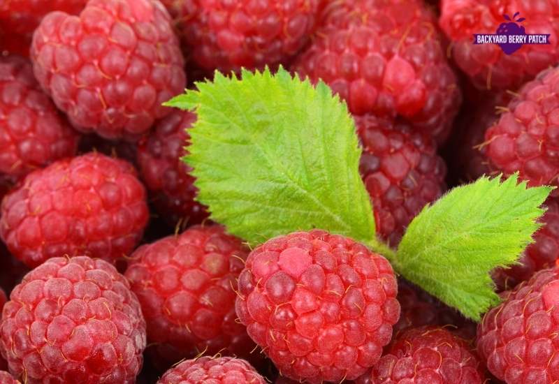 growing raspberries in New York