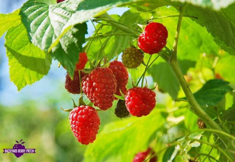 Growing raspberries to grow in Illinois