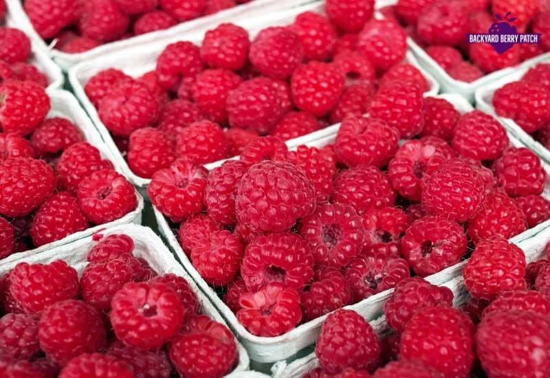 Grow Raspberries