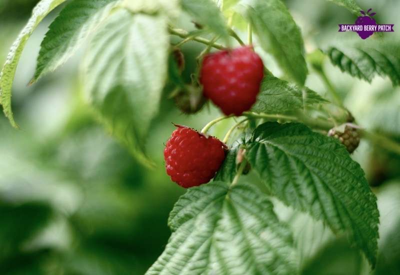 Grow raspberries in rhode island