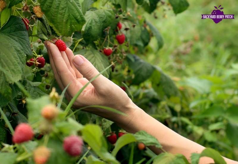 growing raspberries in Ohio