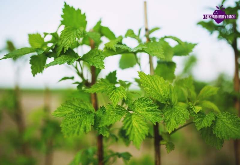 Grow thornless raspberries in south carolina