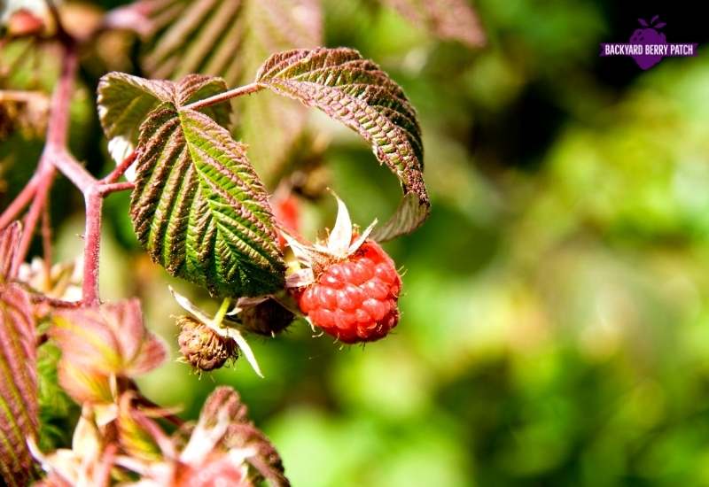 New Jersey raspberries