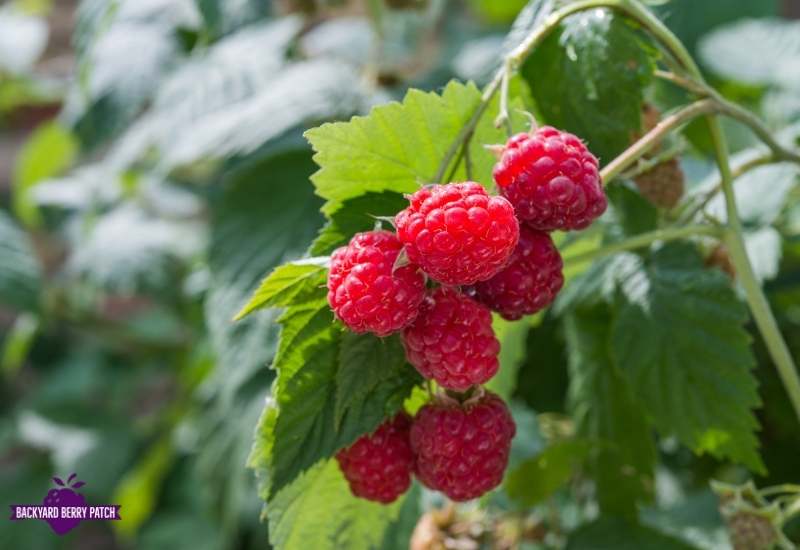 best raspberries to grow in Ohio