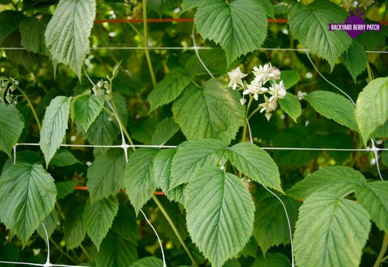 Growing raspberries in Tennessee