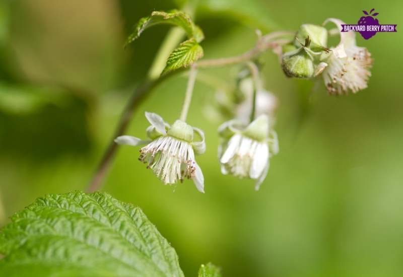 Growing raspberries in Arizona