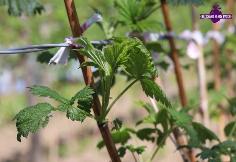 Best raspberries to grow in Illinois