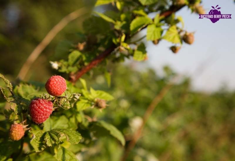 best raspberries to grow in New Jersey