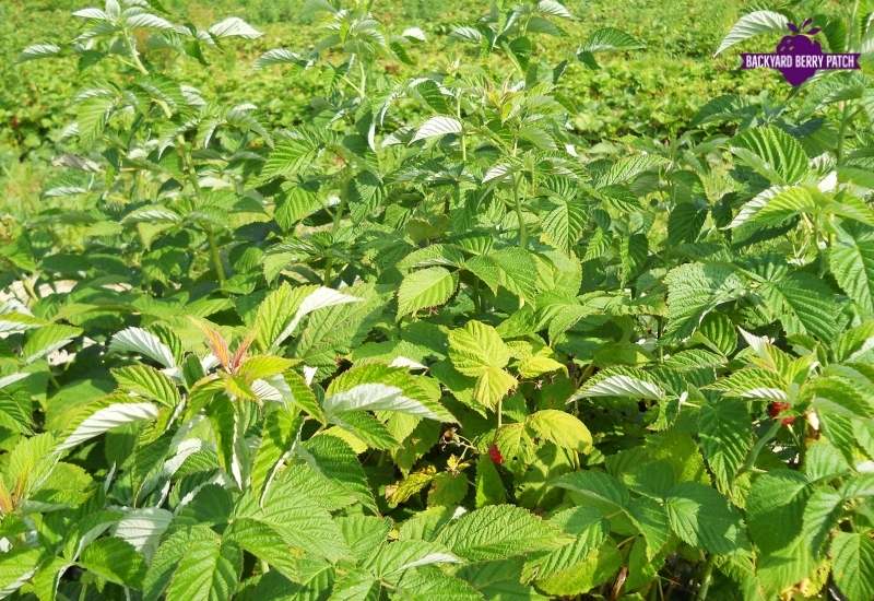 growing raspberries in Washington