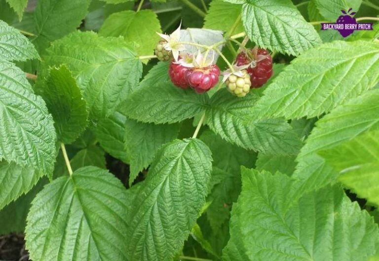 Best Raspberries to Grow in Pennsylvania - Backyard Berry Patch