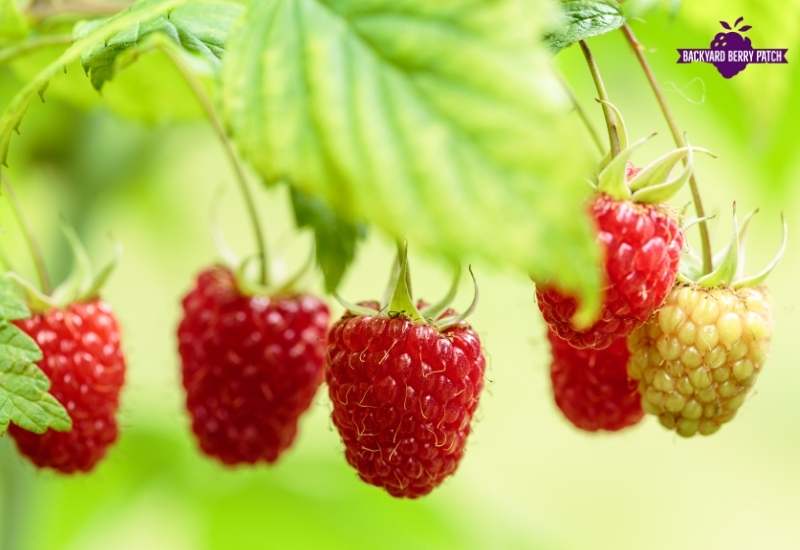 Growing raspberries in Georgia