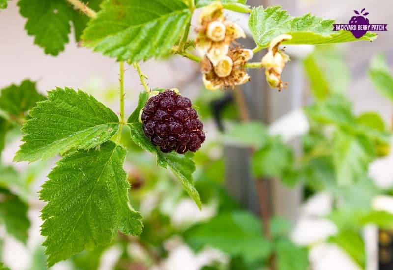 Growing raspberries in Indiana