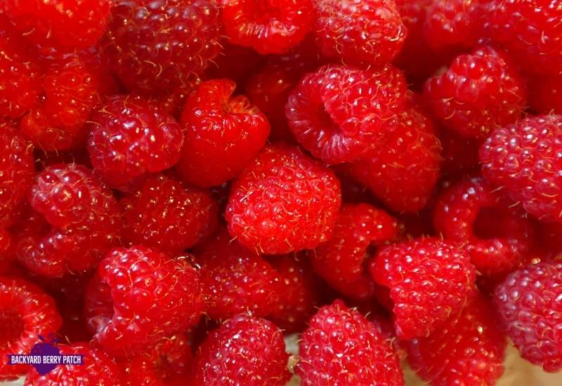 Growing Heritage raspberries