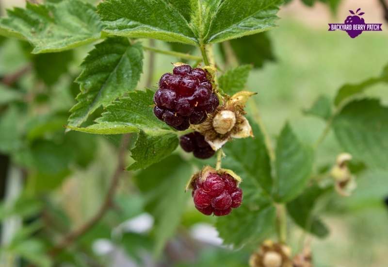 Best raspberries to grow in arizona