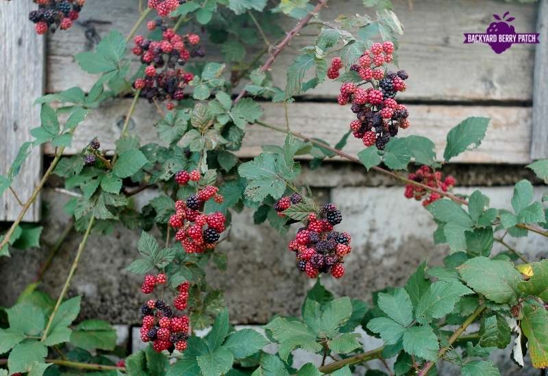 Growing raspberries in Missouri