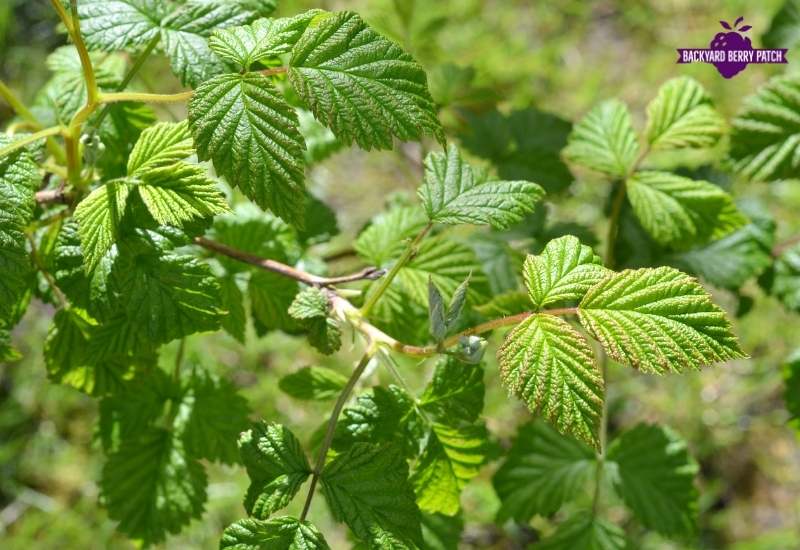 growing raspberries in Massachusetts 