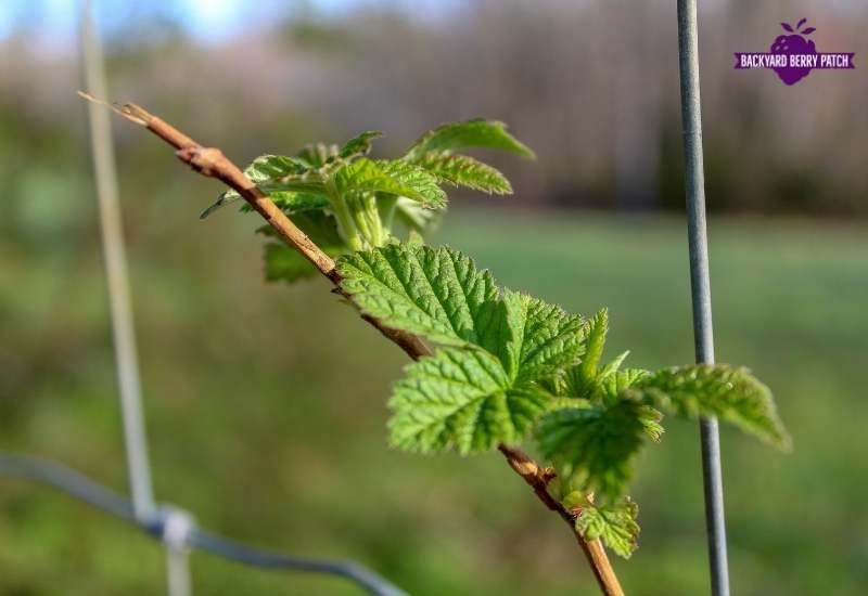 Boyne Raspberry