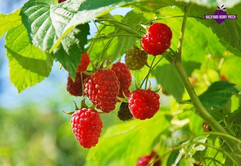 how to grow raspberries