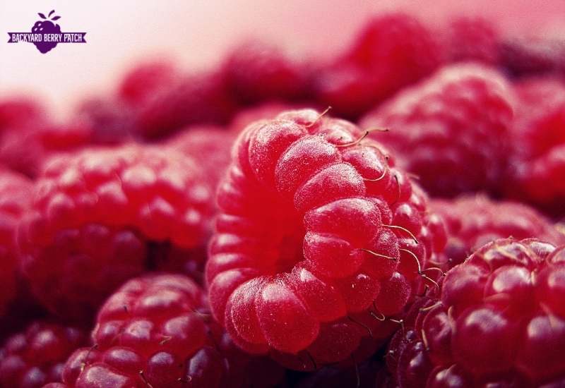 Heritage Raspberry