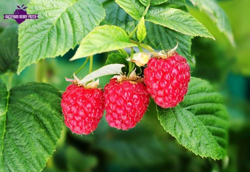 Growing raspberries in Virginia