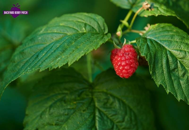 Growing Raspberries in Florida