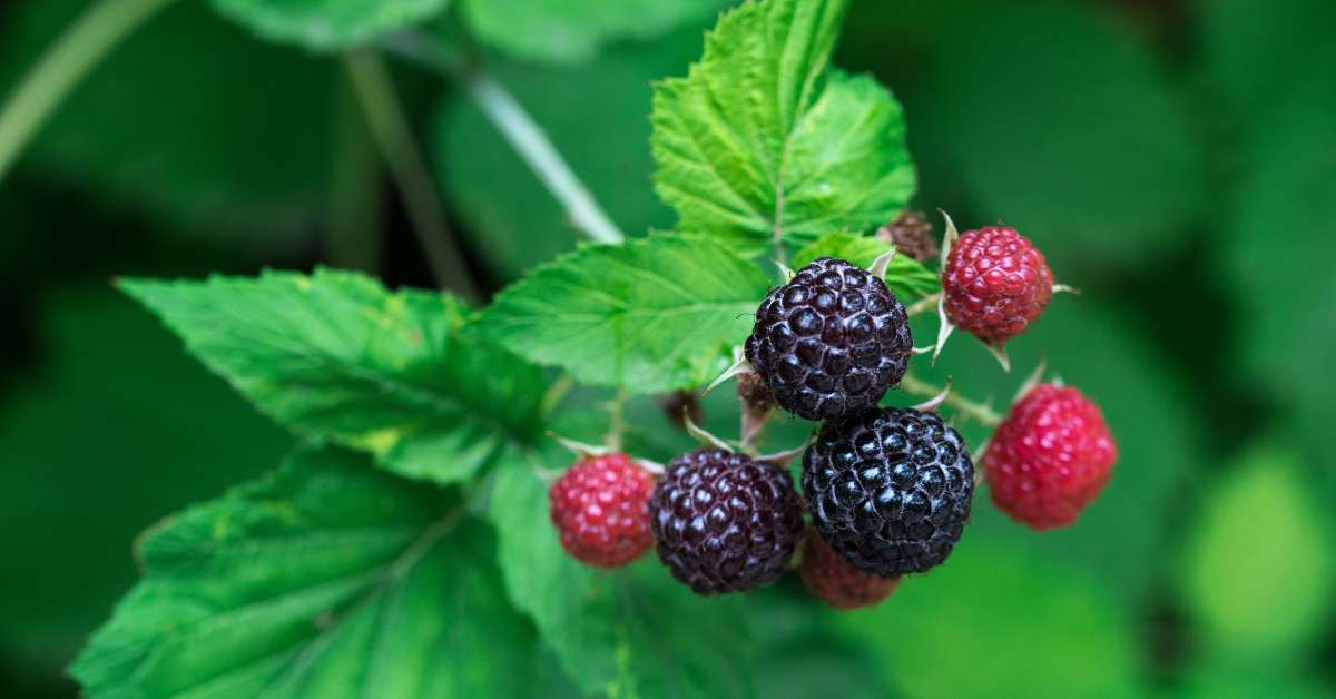 Bristol Raspberry: A Sweet Black Raspberry