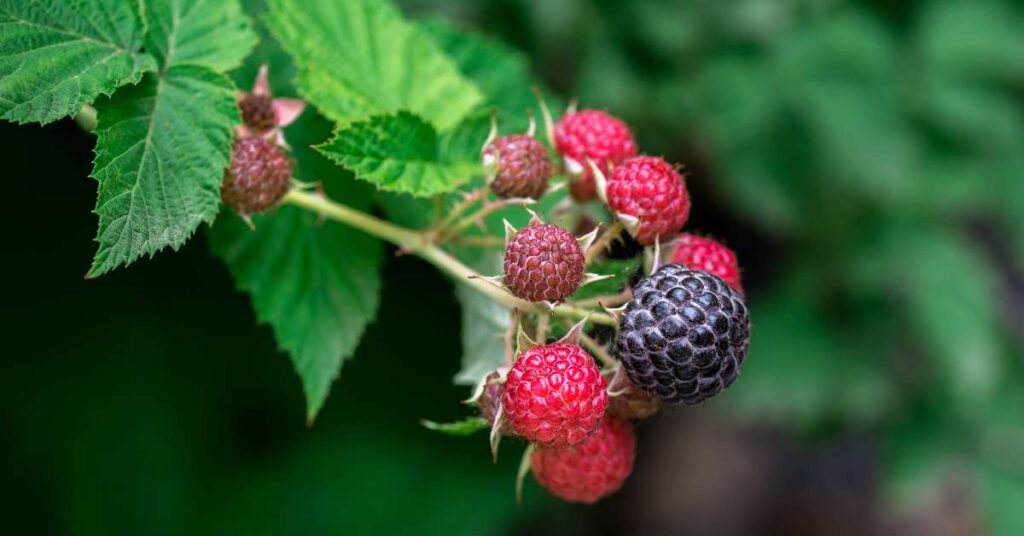 Grow black raspberries in your garden