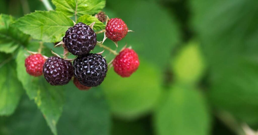 Grow Black Jewel Raspberries